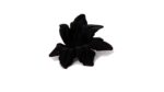 Starfish stud earings in black